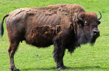 Bison auf der Wiese