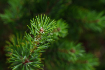 Naklejka na ściany i meble Coniferous branch close-up, soft focus. Christmas tree, green background, new year.