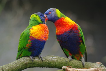 Loris, Loriinae, Vogel, Papagei, 