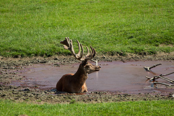 Hirsch liegt im Gras