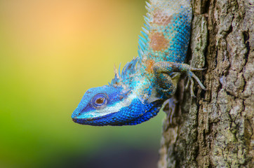 Blue Lizard with big eyes in closed up details, like small reptile with nice details on its painted body