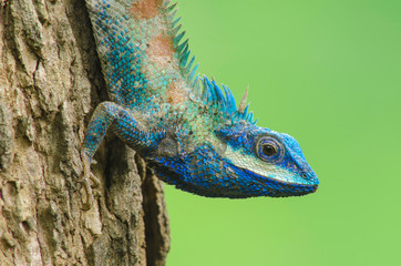 Blue Lizard with big eyes in closed up details, like small reptile with nice details on its painted body