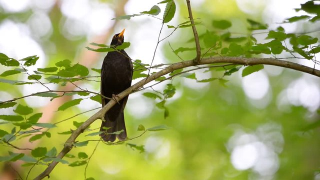 Common blackbird singing (Turdus merula)