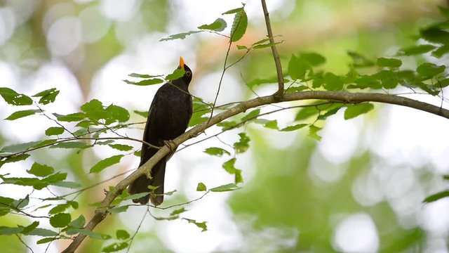 Common blackbird singing (Turdus merula)