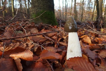 Sromotnik smrodliwy (Phallus impudicus)  - śmierdzący grzyb w lesie