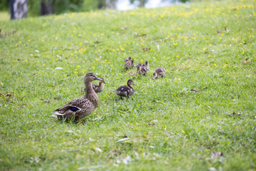 Baby ducks in the park.