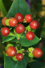 Obraz premium RM- (32).jpg