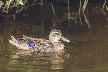 Close up image of a male mallard duck on a swamp pond with copy space.
