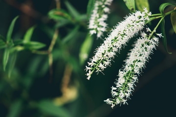 Close up image of a white hebe flower with copy space