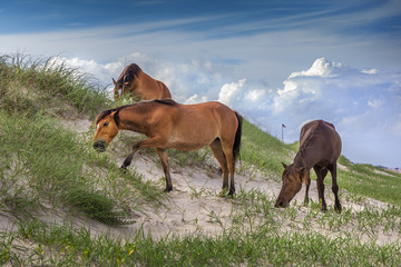 Outer Banks Horses 2