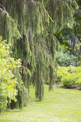 Spruce tree with long hanging branches.