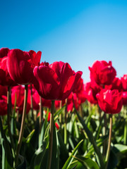 Backlit red tulips