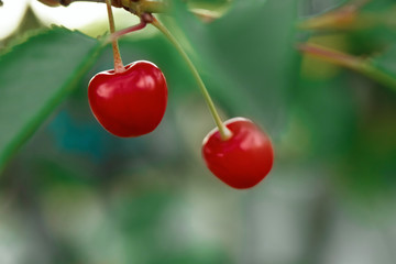 Cherries on the branch