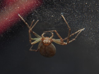 The spider weaves its web. Small arthropods.