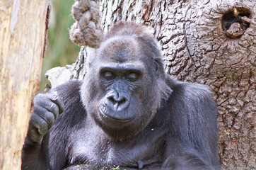 close up of a western lowland gorilla resting against a tree while looking down