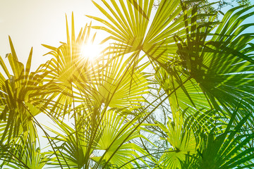 Branches of a tropical palm tree, against the sky and sun rays