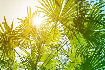 Washable wall murals Palm tree Branches of a tropical palm tree, against the sky and sun rays