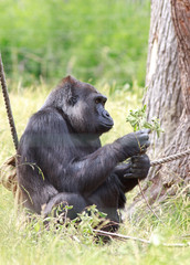 Western Lowland Gorilla sitting happily feeding on a branch of leaves - in captivity