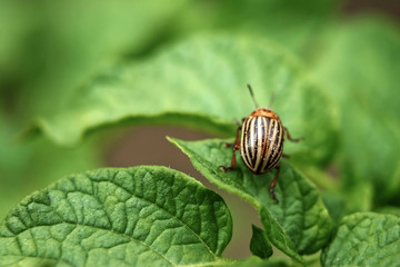 Colorado beetle eats a potato leaves young. Pests destroy a crop in the field. Parasites in wildlife and agriculture. Close-up, copy space.
