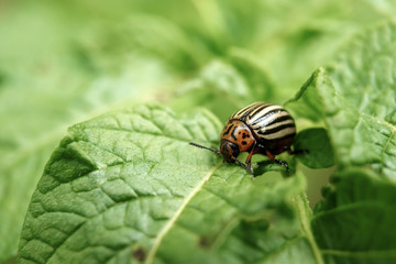 Colorado beetle eats a potato leaves young. Pests destroy a crop in the field. Parasites in wildlife and agriculture. Close-up, copy space.