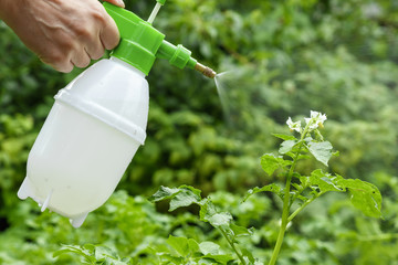 The hand and the scraper are close-up. Spraying plants in the garden and vegetable garden with a...