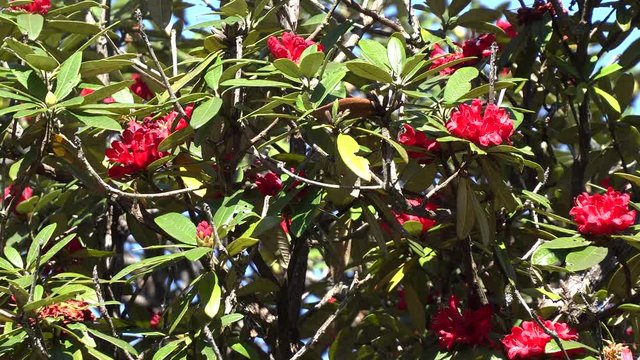 Rhododendron  is evergreen shrub or small tree with a showy display of bright red flowers.