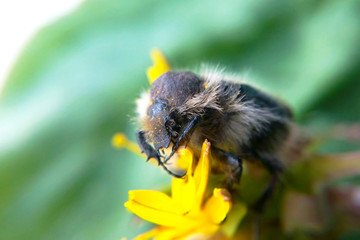 Black shaggy beetle macro blurred background, insect on yellow flower close-up
