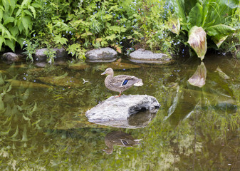 Fototapeta na wymiar Duck is standing on a rock in the pond.