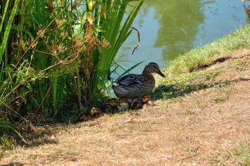 female mallard duck, Anas platyrhynchos, protecting her chicks from the sun, sheltering them in shade by village pond.