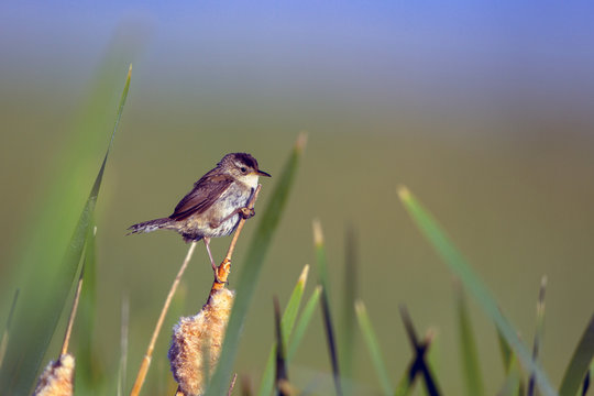 A Marsh Wren perches at dawn on a cattail in the wetlands of Alamosa National Wildlife Refuge in southern Colorado