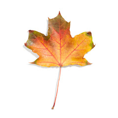 Autumn leaf isolated on white background