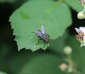Sarcophaga carnaria or the common flesh fly, sitting on leaf