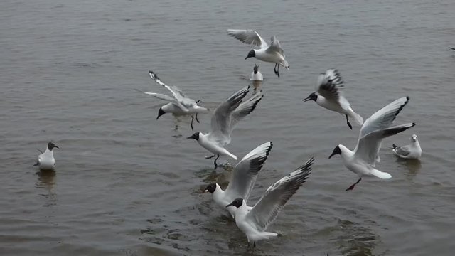 Lot of seagulls swimming and flying above the water. Wild birds hunting on the river. Cloudy autumn day, cold weather. Baltic Sea, Russia.