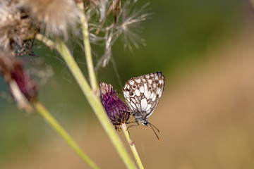 Schachbrett Falter - Schmetterling - Allgäu - Schachbrettfalter