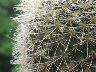 Close up of a potted cactus with water droplets on the thorns  