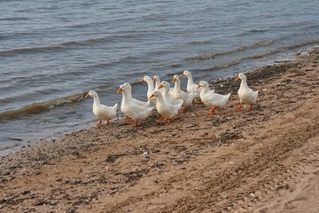 geese on the beach