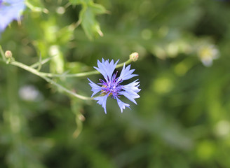 Centaurea cyanus, commonly known as cornflower or bachelors button