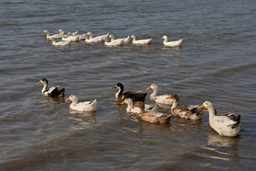 Naklejka premium geese on the sea