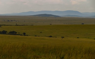 Obraz premium Masai Mara Savannah Kenya