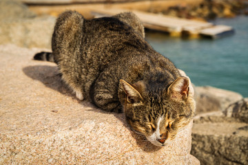 Cat sitting and watching
