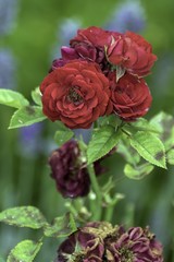 plants in a beautiful park in the summer