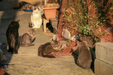 猫島の野良猫たちの生活