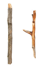 Tree branch isolated on white background