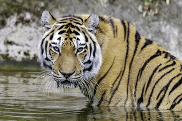 Fototapeta na wymiar The Siberian tiger (Panthera tigris tigris) on the pond