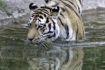Fototapeta na wymiar the tiger inside a well drinks and swims