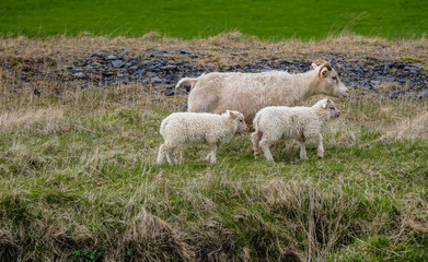 Fototapeta premium Cute sheep in Iceland