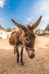 Donkey