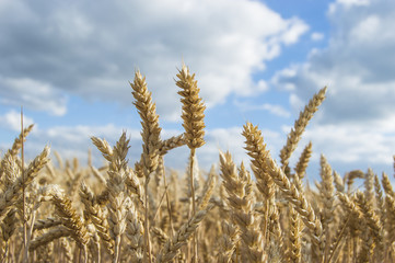 wheat spike on the sky background