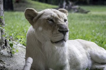 portrait of the lioness
