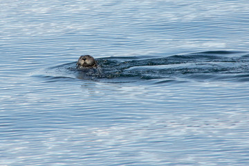 Fototapeta premium Sea Otter